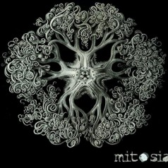 Meiosia