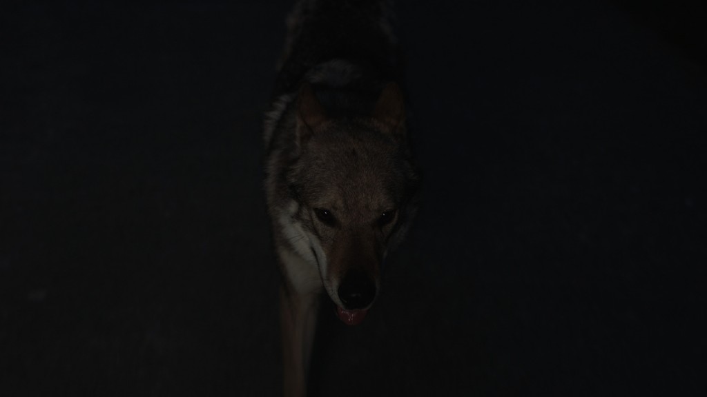 06_Lycisca