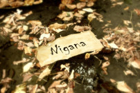 Mushkum Nigana
