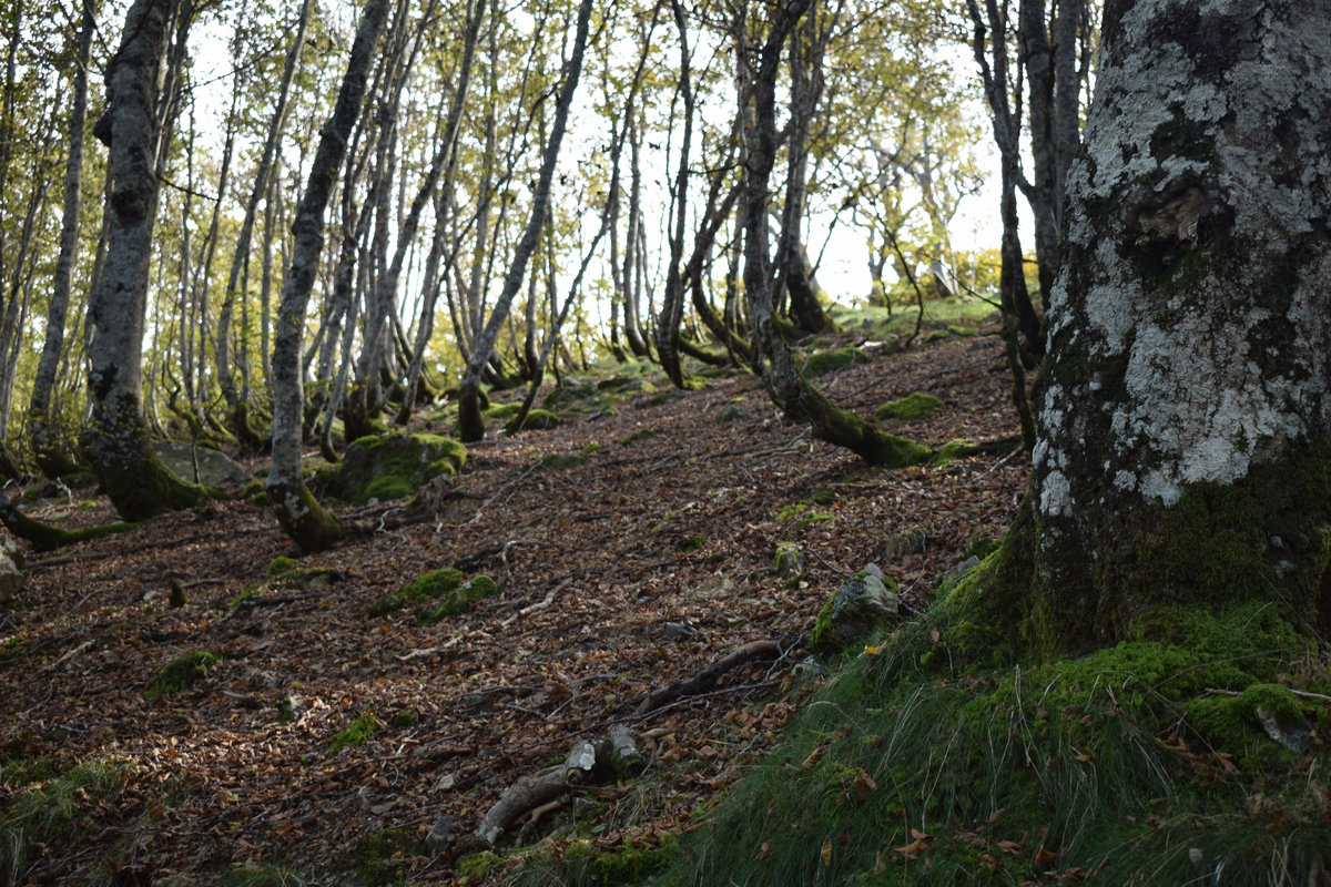 Konfinamendu sesioak